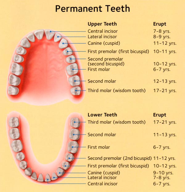 Permanent Teeth Eruption And Development The Ortho Gu