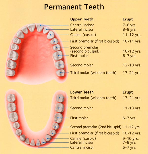 the first teeth to appear are the deciduous teeth